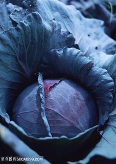 蔬菜食物素食甘蓝图片