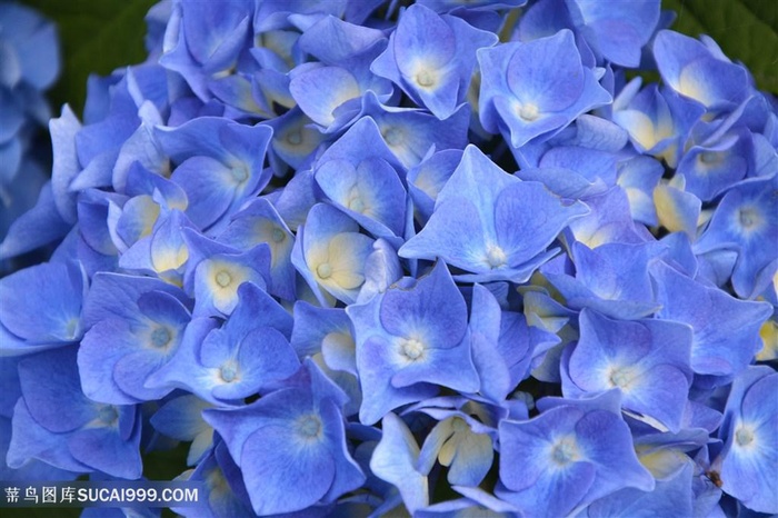 唯美绣球花鲜花图片摄影