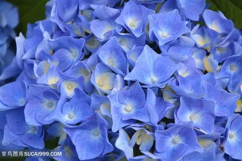 唯美绣球花鲜花图片摄影