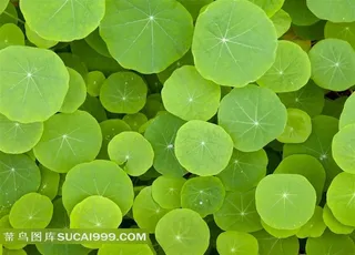 一片大大小小的荷叶