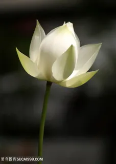 唯美白莲花高清摄影图片 唯美白莲花高清摄影图片