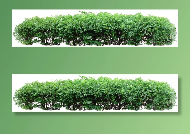 高清树木素材 免抠PSD植物素材 美术绘画园林贴图 树草灌木花草psd模版下载