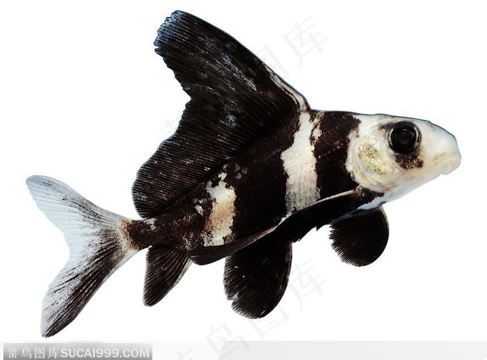 斑纹状热带鱼标本