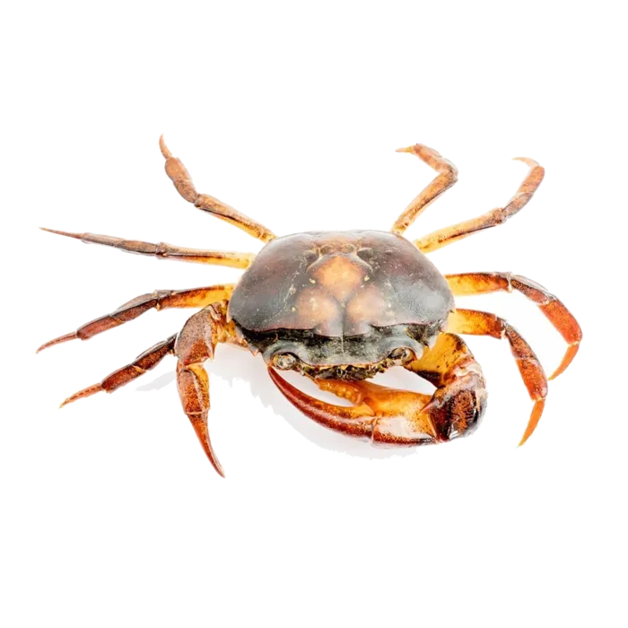 螃蟹(15)海鲜超市商品红酒白底图免抠实物摄影png格式图片透明底