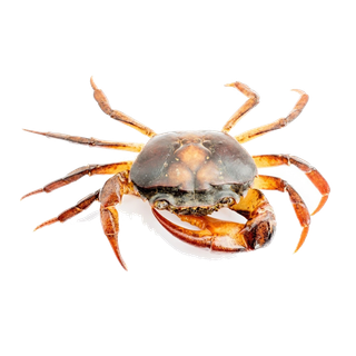 螃蟹(15)海鲜超市商品红酒白底图免抠实物摄影png格式图片透明底
