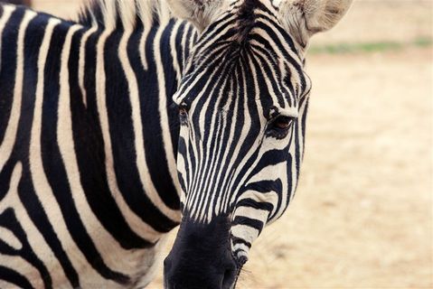 黑白相间的斑马图