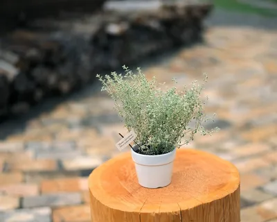 盆景造型之五 盆景造型之五