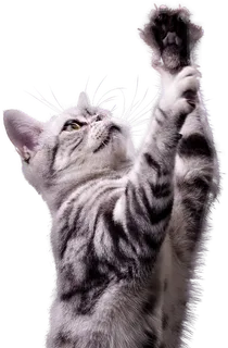 免扣素材实物猫咪摄影