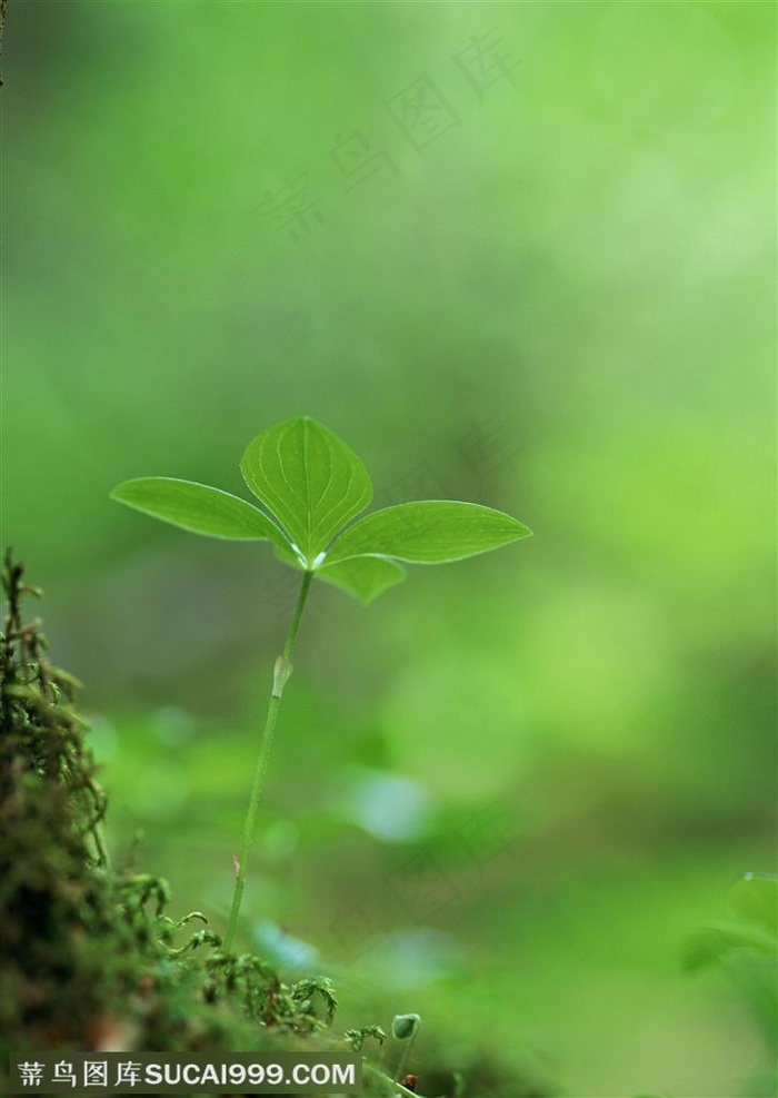 依附着苔藓生长的四叶草