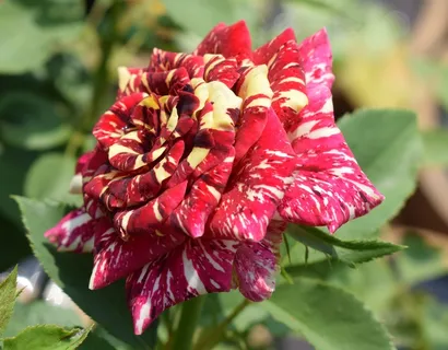 红玫瑰鲜花图片 红玫瑰鲜花图片