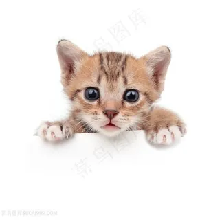 6K高清萌猫咪图片