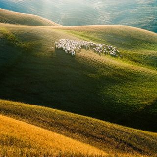 草原上的羊群图片