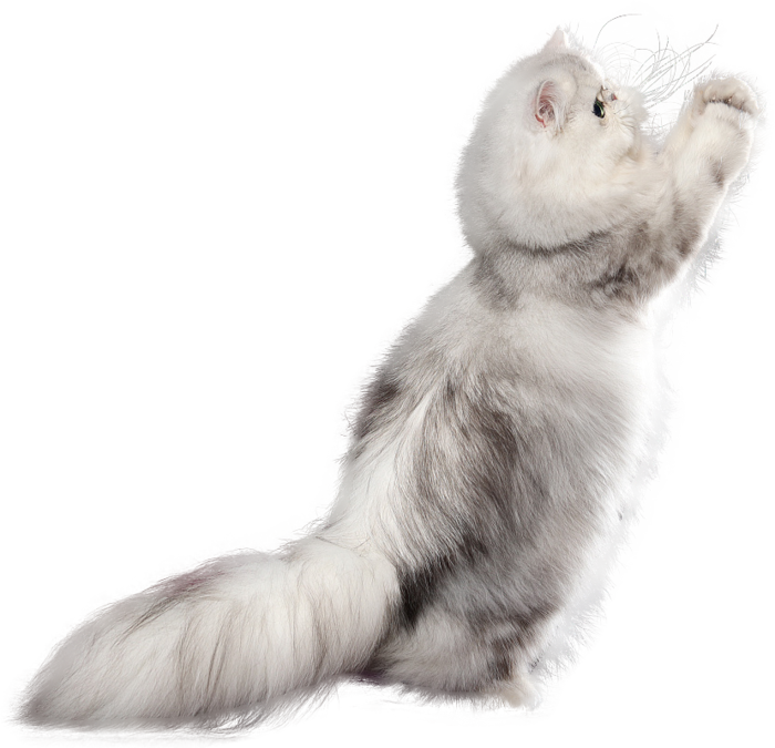 免扣素材实物猫咪摄影