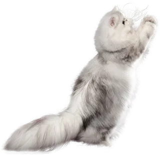 免扣素材实物猫咪摄影