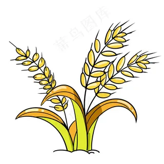 麦穗透明图片
