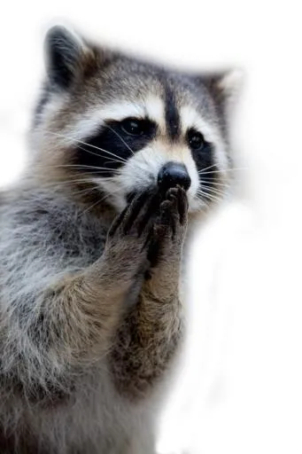 浣熊 PNG免抠(650x975)