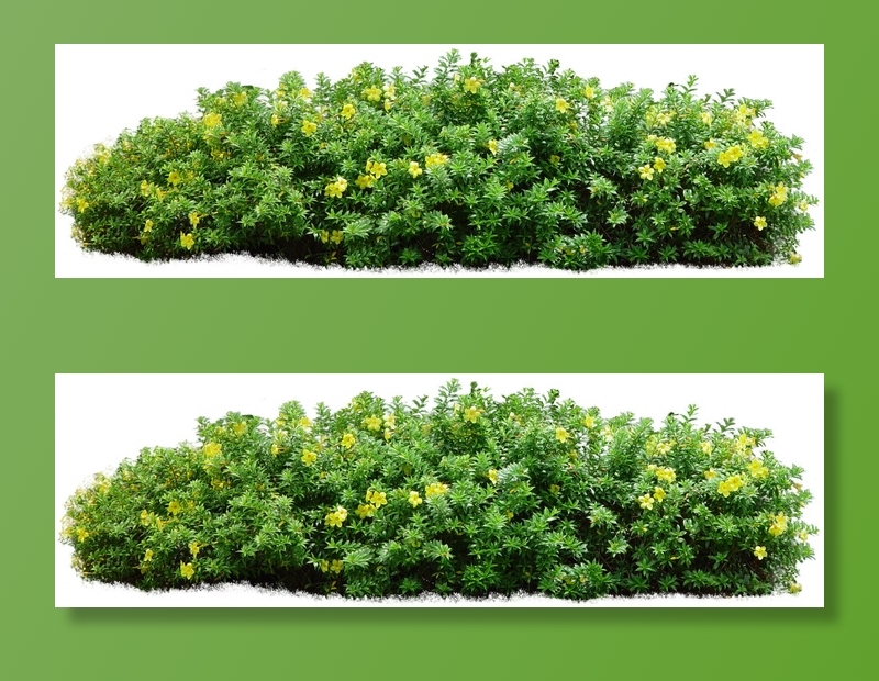 高清树木素材 免抠PSD植物素材 美术绘画园林贴图 树草灌木花草psd模版下载