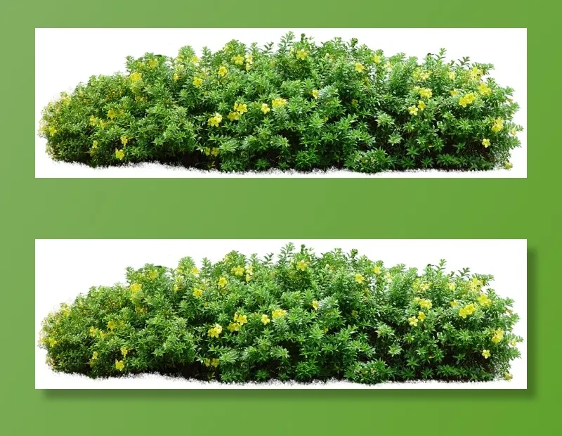 高清树木素材 免抠PSD植物素材 美术绘画园林贴图 树草灌木花草psd模版下载