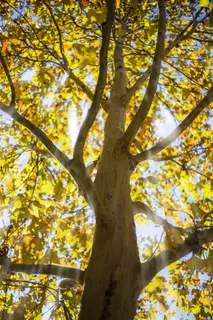 秋天的一颗大树 秋天的一颗大树