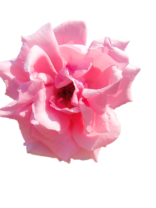 粉玫瑰“免抠”