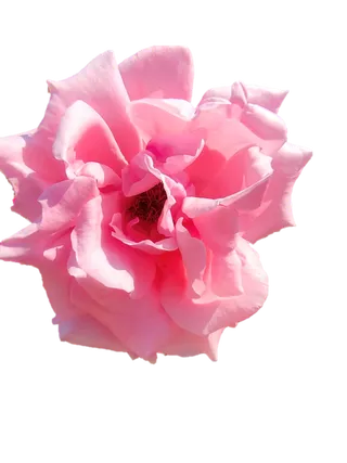 粉玫瑰“免抠”