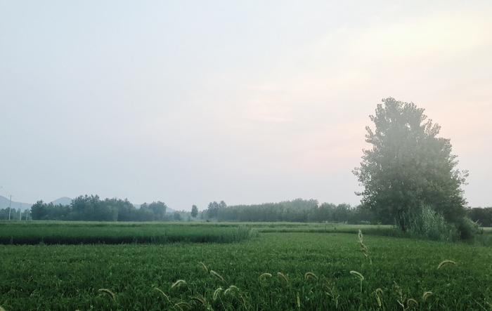 大自然的颜色/稻田/大自然/摄影/手机/自然/风景