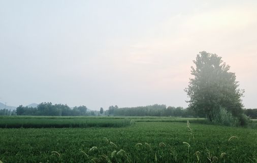 大自然的颜色/稻田/大自然/摄影/手机/自然/风景 大自然的颜色/稻田/大自然/摄影/手机/自然/风景