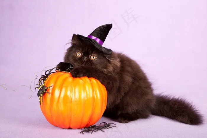 万圣节南瓜与黑猫图片