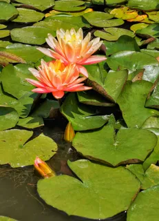 池塘美丽睡莲花图片 池塘美丽睡莲花图片