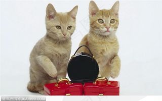 猫咪与包包 高清图片