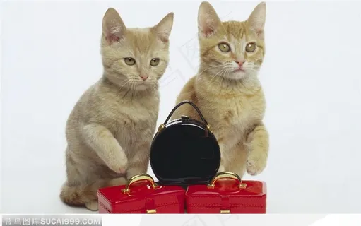 猫咪与包包 高清图片 猫咪与包包 高清图片