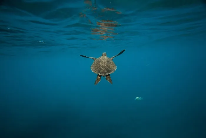 海里海龟图片