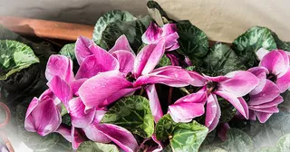 风景 露水 素材拍摄 (184)