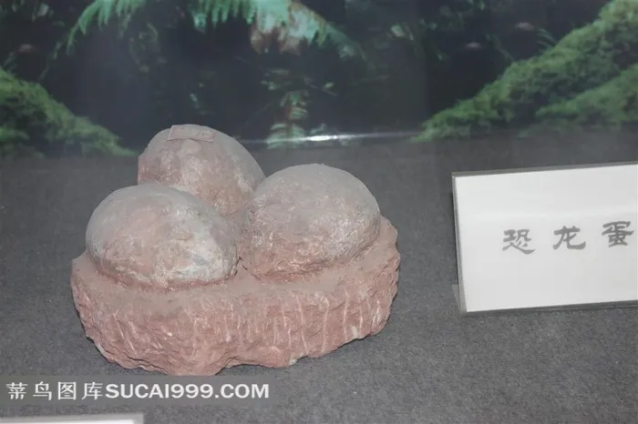 半坡博物馆馆藏恐龙蛋文物