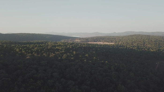 树梢上阳光的鸟瞰图