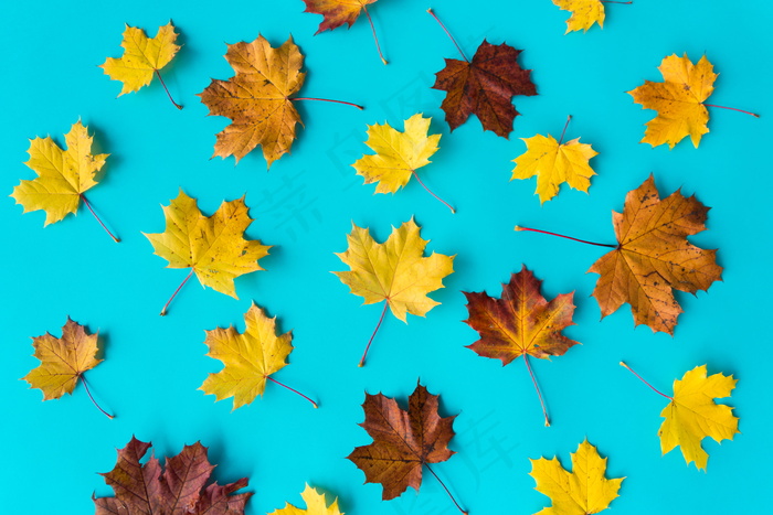 落叶平铺背景图片