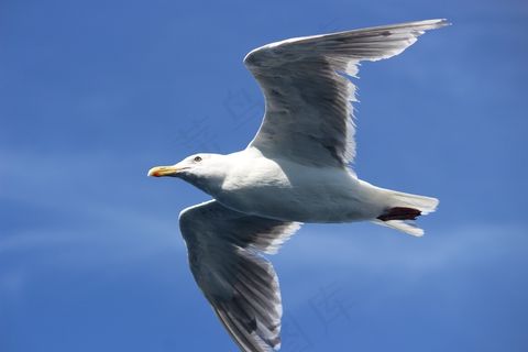 海鸥高空飞翔图片 海鸥高空飞翔图片