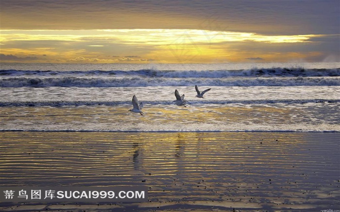 迷人海景海鸥摄影素材