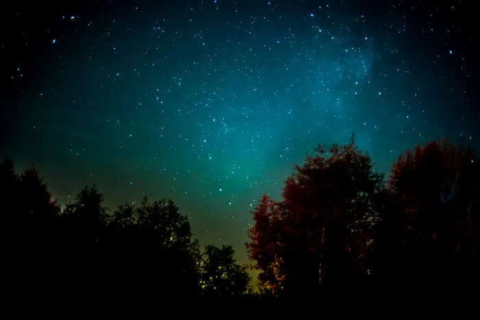 高清夜空树林