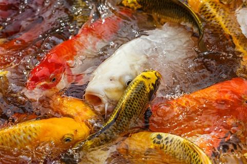 色彩鲜艳的景观鱼