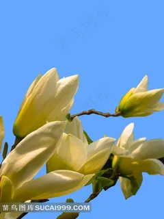 白玉兰花花朵特写