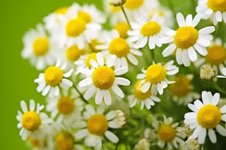 白色雏菊小花摄影图