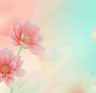 彩色简约鲜花花束郁金香渐变花朵