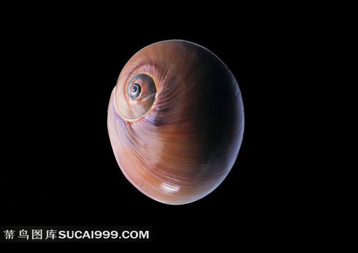 海洋贝壳海螺素材大图