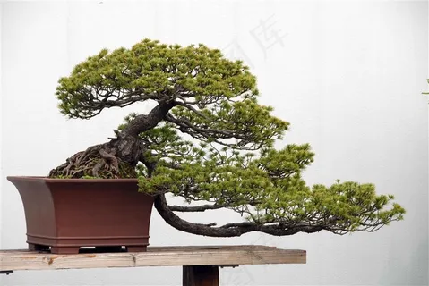 松树盆景素材