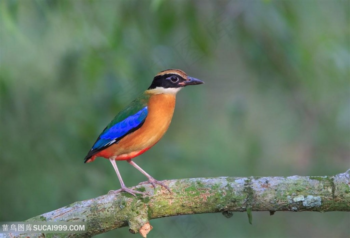 高清树枝上蓝翅八色鸫鸟类图片