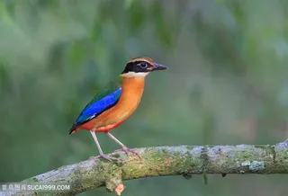 高清树枝上蓝翅八色鸫鸟类图片
