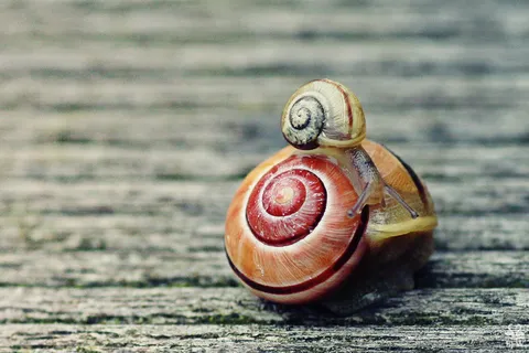 乌鸦动物园动物设计素材森林野生