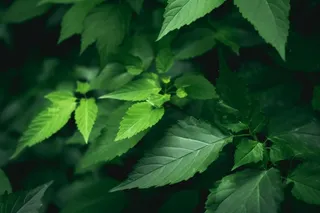 简约树叶清新绿色大气摄影背景