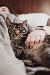 眯着双眼的小猫图片 眯着双眼的小猫图片